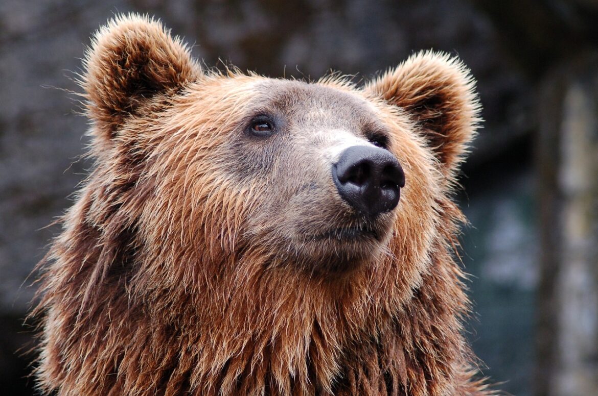 Spreje na medvede: Sú skutočne tak efektívne, ako sa o nich hovorí?